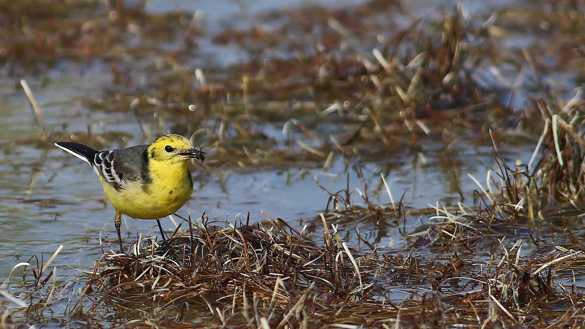 Citrine Wagtail